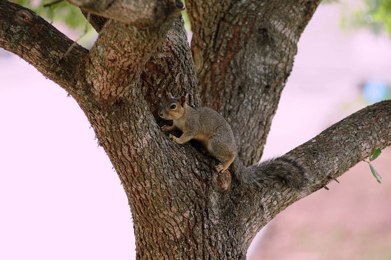 Wildlife Photography